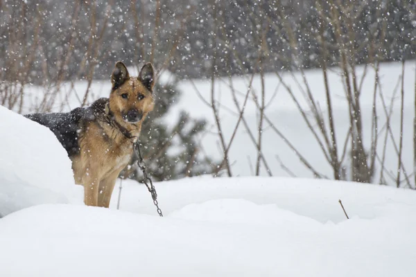 Perro bajo la nieve —  Fotos de Stock