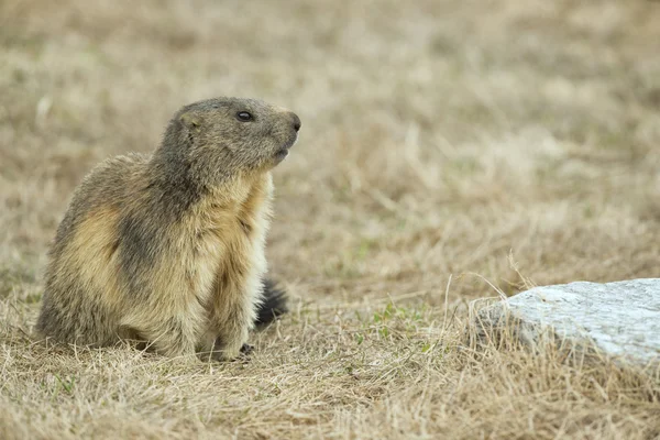 Marmot portrait while looking at you — Stock Photo, Image