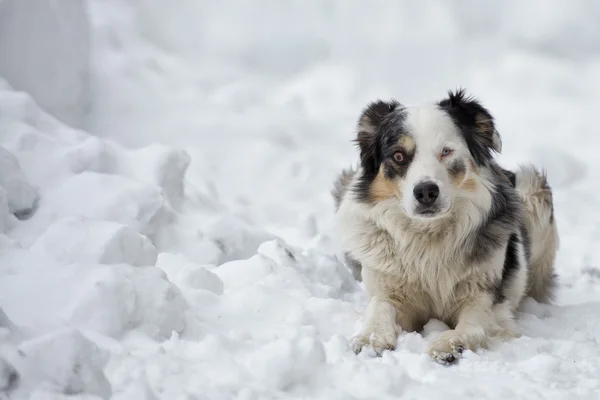 Kar zemin üzerine mavi gözlü köpek — Stok fotoğraf