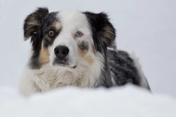 Blue eyed dog on the snow background — Stock Photo, Image