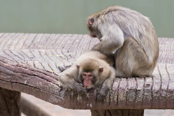 Dvě opice zatímco péče — Stock fotografie