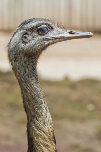 Strauß-Porträt — Stockfoto