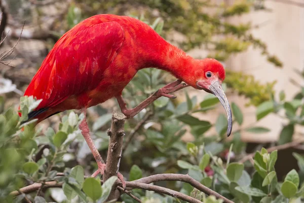 Κόκκινο ibis πορτραίτο πουλί — Φωτογραφία Αρχείου