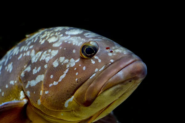 Kleurrijke grouper geïsoleerd op zwart — Stockfoto