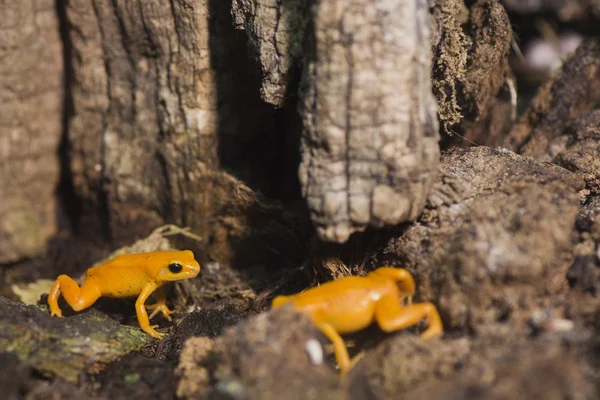 Madagascar naranja rana — Foto de Stock