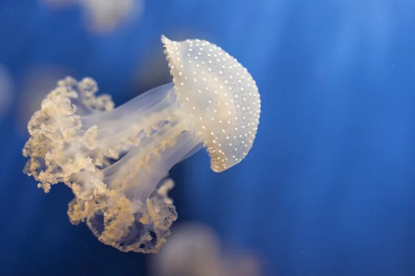 Aquarium Jellyfish in the deep blue — Stock Photo, Image