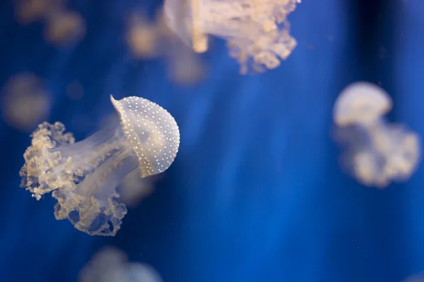 Aquário medusa no azul profundo — Fotografia de Stock