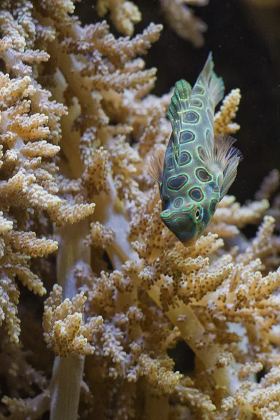 Mandarin fish — Stock Photo, Image