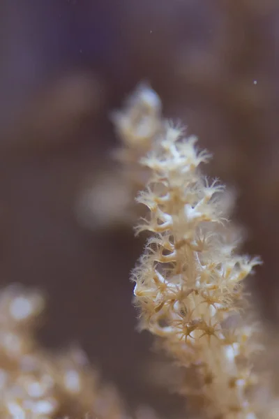 Hard coral macro on night dive light — Stock Photo, Image