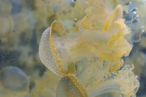 在深蓝色的水族馆水母 — 图库照片