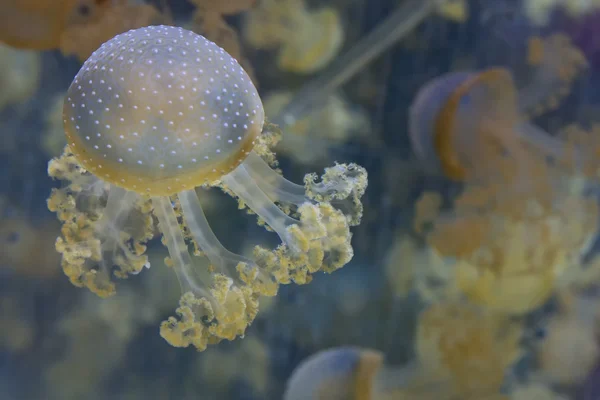 Méduses d'aquarium dans le bleu profond — Photo
