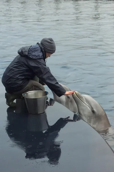 Gura deschisa delfin — Fotografie, imagine de stoc