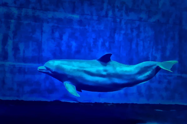 Delfín bajo el agua —  Fotos de Stock