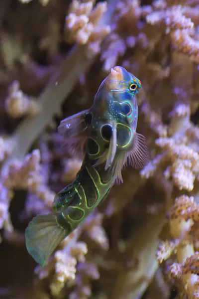 Pesce mandarino — Foto Stock