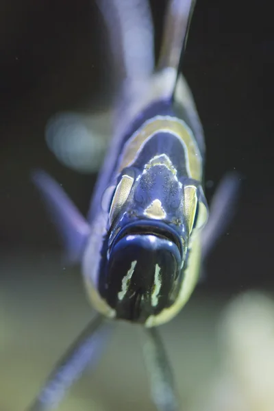 Pesce cardinale — Foto Stock