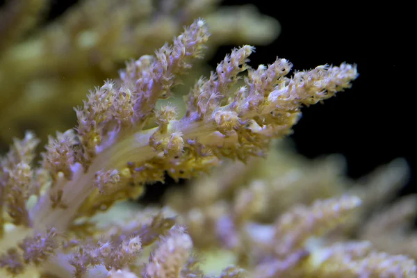 Steinkorallen Makro bei Nacht Tauchgang Licht — Stockfoto