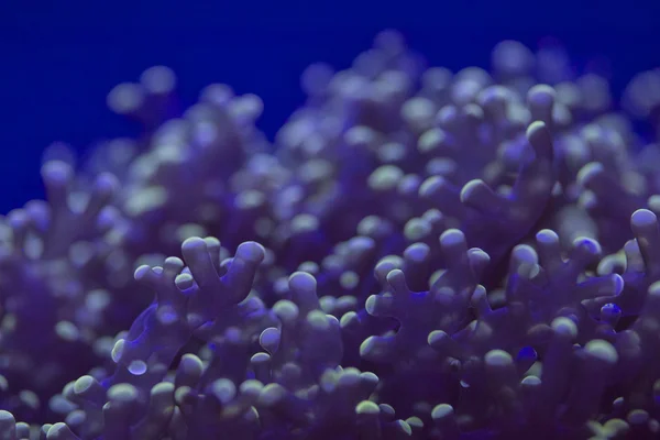 Hard coral macro on night dive light — Stock Photo, Image