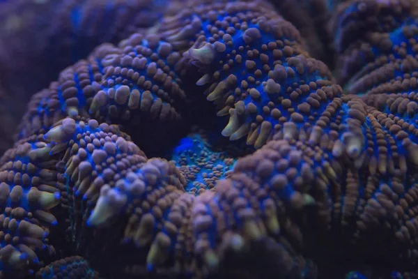 Macro corail dur sur la lumière de plongée de nuit — Photo