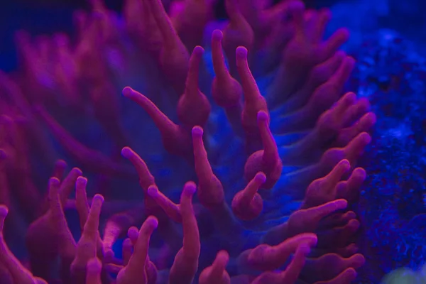 Macro corail dur sur la lumière de plongée de nuit — Photo