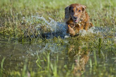 suda oynayan köpek yavru horoz İspanyol