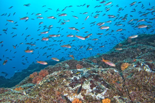Red fishes on reef on the deep blue ocean — Stock Photo, Image