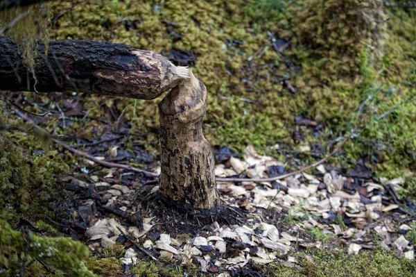 Un castoro tagliato albero — Foto Stock