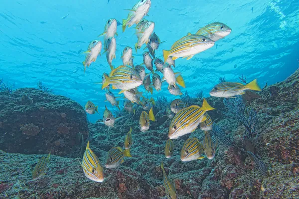 Uvnitř hejno ryb pod vodou — Stock fotografie