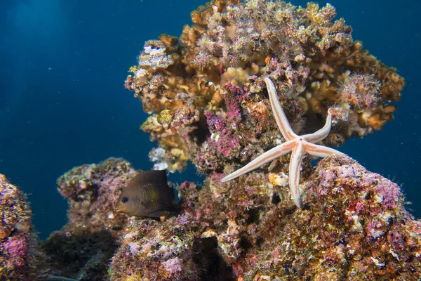 Zeesterren in een kleurrijke onderwater landschap rif — Stockfoto