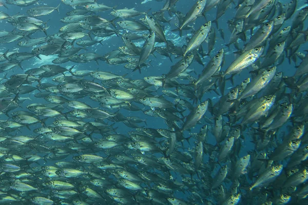 Dentro de uma escola de peixes subaquáticos — Fotografia de Stock