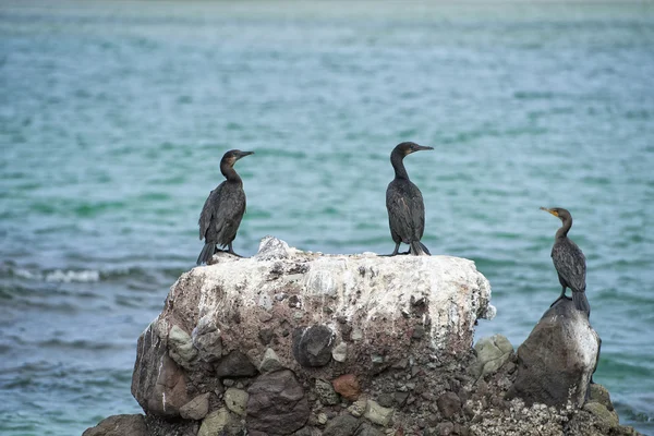 Cormorans tout en se reposant sur des rochers — Photo