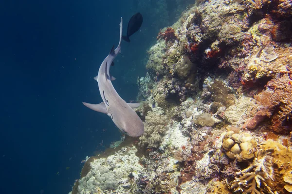 Tubarão de recife mandíbulas prontas para atacar debaixo d 'água close up retrato — Fotografia de Stock