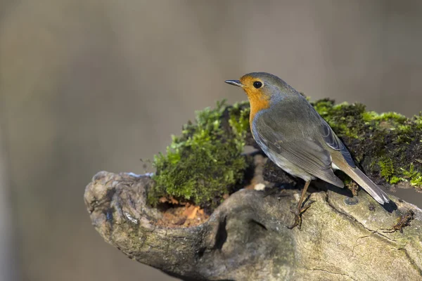 Merle oiseau rouge sein — Photo