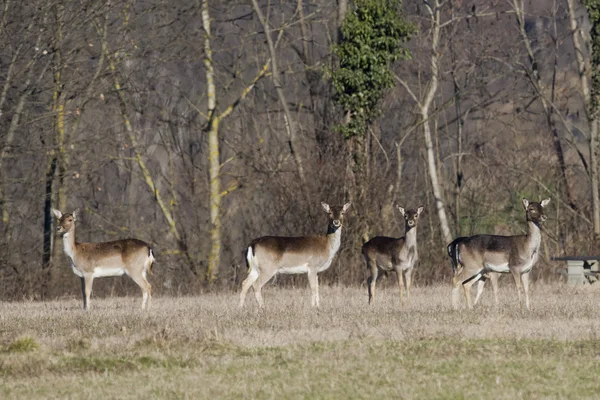 Fallow deers — Stock Photo, Image