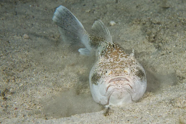 Stargazer sacerdote scorpione pesce — Foto Stock