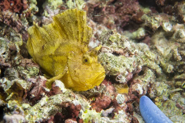 Peixe-escorpião amarelo folha — Stockfoto