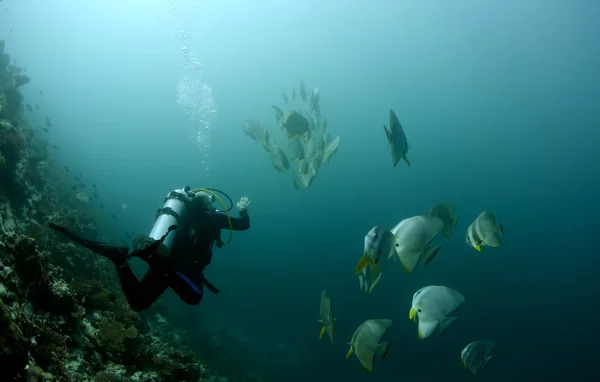 Scuba diver isolated underwater — Stock Photo, Image