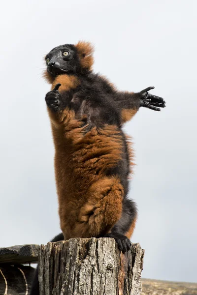 Lemur apa medan spreadings vapen till solen — Stockfoto