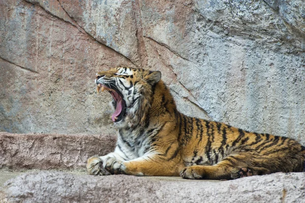 Tigre mientras bosteza — Foto de Stock