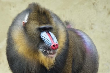 izole Mandrill'di maymun portre