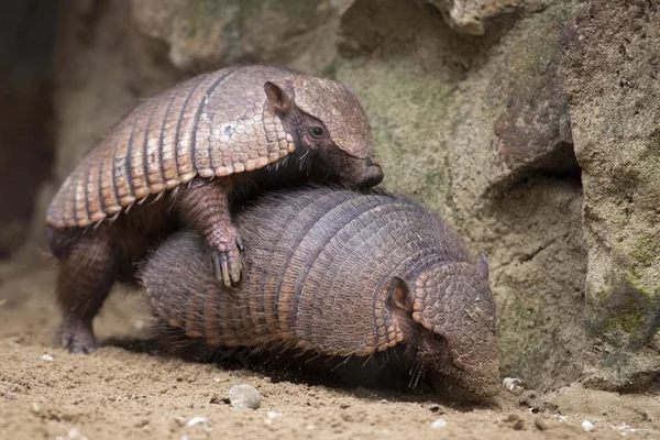 Portrait armadillo — Photo