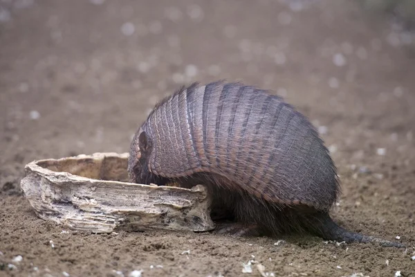 Portrait armadillo — Photo