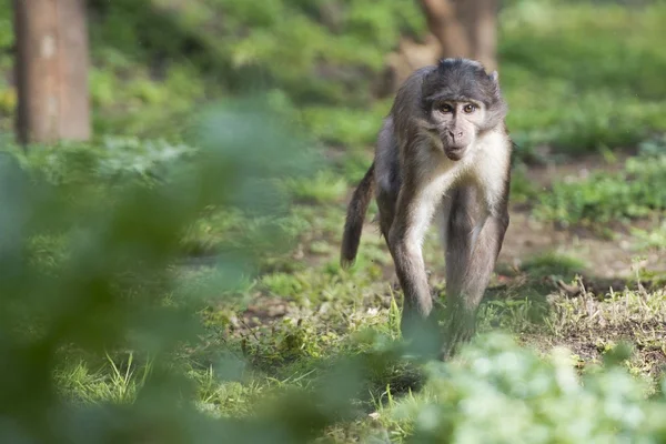 Cercocebus Gale atys małpa — Zdjęcie stockowe