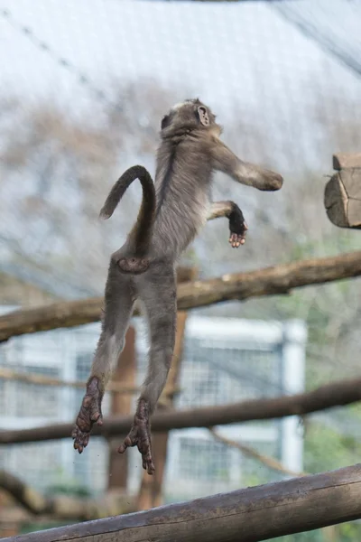 ジャンプしながら cercocebus atys 猿 — ストック写真