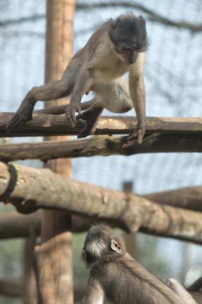 白眉猴脉管都普勒 — 图库照片