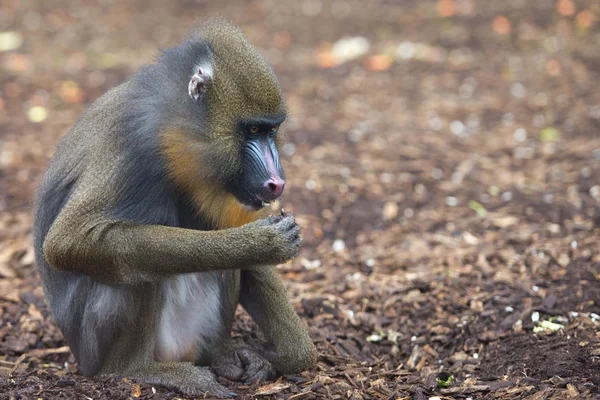 Geïsoleerde Mandril aap portret — Stockfoto