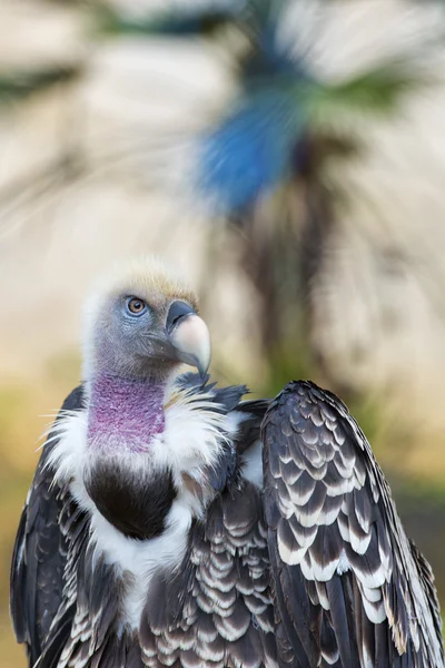 Avvoltoio isolato, poiana che ti guarda — Foto Stock