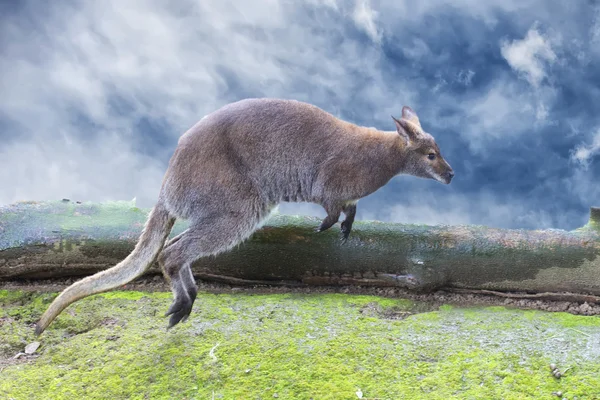 Kangoeroe terwijl springen op de bewolkte hemelachtergrond — Stockfoto