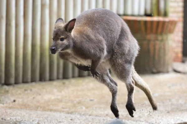 Kangur podczas skoków — Zdjęcie stockowe