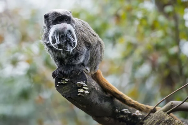 Imperador Tamarin macaco enquanto olha para você — Fotografia de Stock