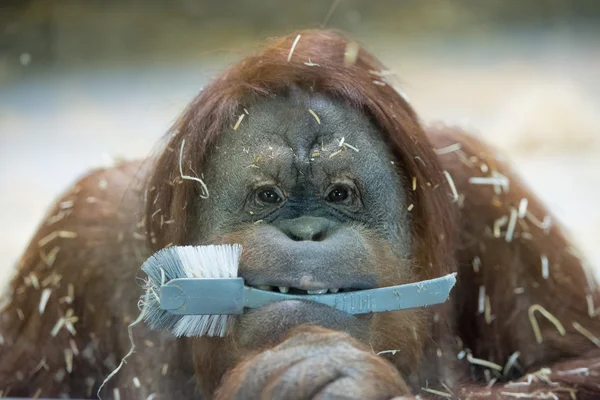 Orang utan monkey close up portrait — стоковое фото
